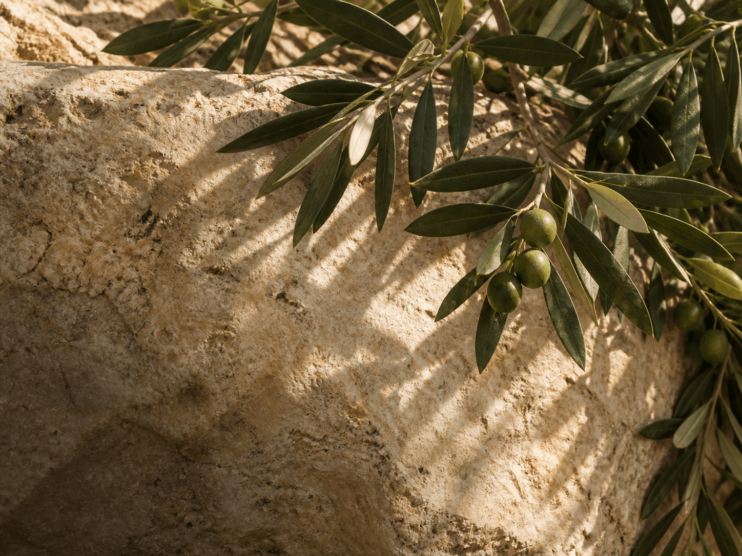 Olive branches resting over sunlit natural limestone